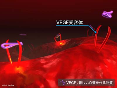VEGF受容体と阻害剤１